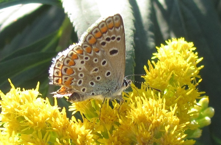 Aricia agestis? No, Polyommatus (Polyommatus) thersites, Lycaenidae